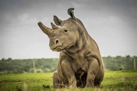 » Goodbye Sudan, the World’s Last Male Northern White Rhino | Animals ...