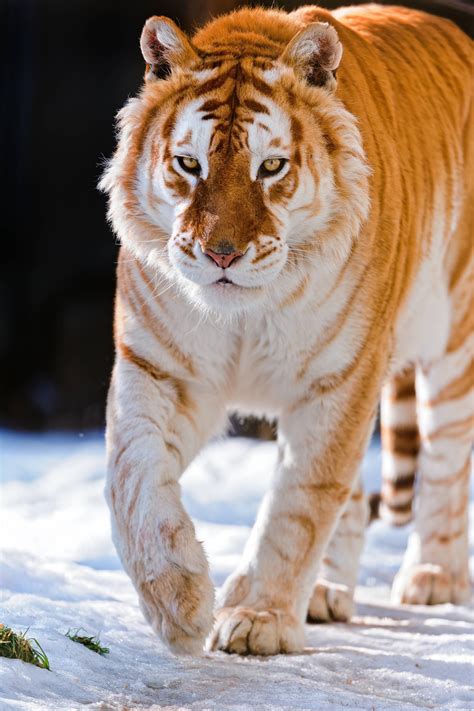 🔥 Strawberry Tiger 🔥 : NatureIsFuckingLit