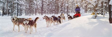 Our expert guide to husky sledding | Best Served Scandinavia