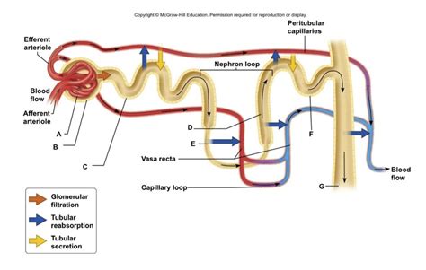 tubular reabsorption and secretion Diagram | Quizlet