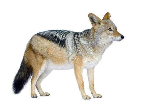 Black-Backed Jackal - Animal Facts and Information