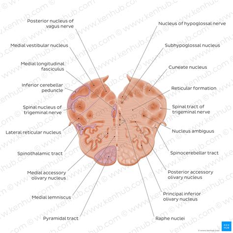 Medulla oblongata: Anatomy, structure, functions | Kenhub