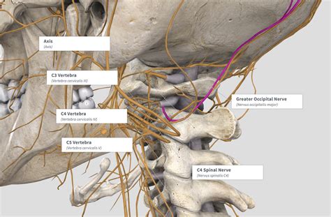 Difference between cervical decompression & migraine surgery