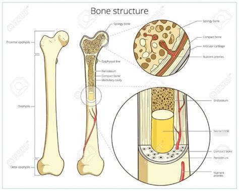 Bone Connective Tissue Diagram