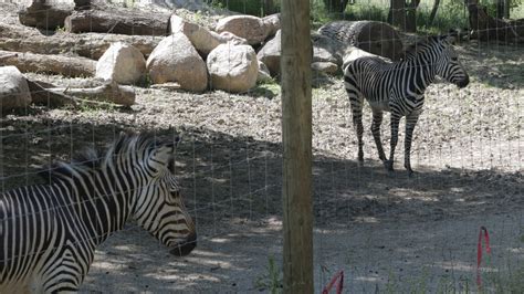 Des Moines Museums and Zoo Create Plans to Reopen for Visitors | who13.com