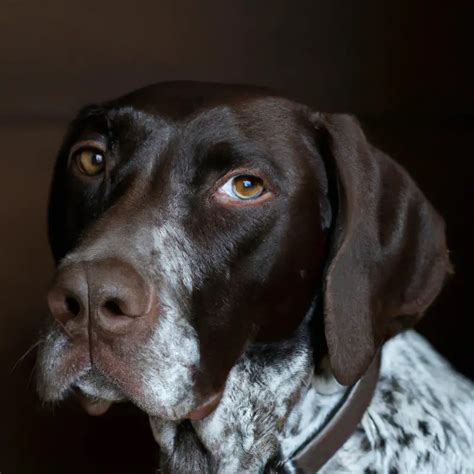 How Do I Train a German Shorthaired Pointer To Hunt? - AtractivoPets