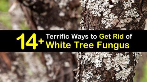 Eliminating Powdery Mildew on Tree Bark - Get Rid of White Tree Fungus