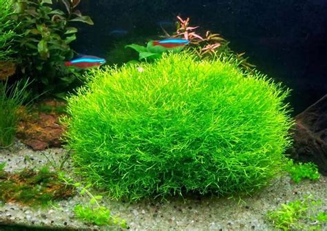 9 Best Floating Aquarium Plants for Beginners - FishTankAuthority.com