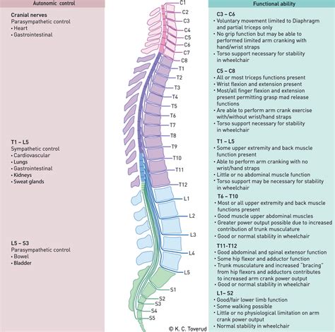 Important Nerves in the Body and What They Do | NorthEast Spine and Sports Medicine ...