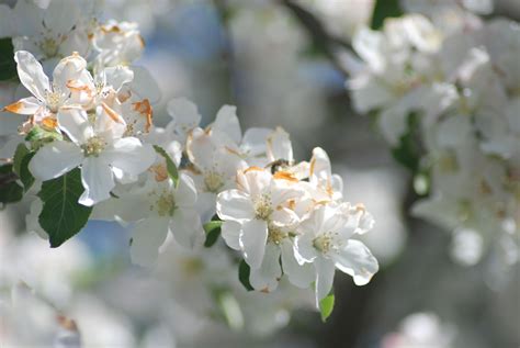 Apple Tree Pollination | Sleeping Bear Farms