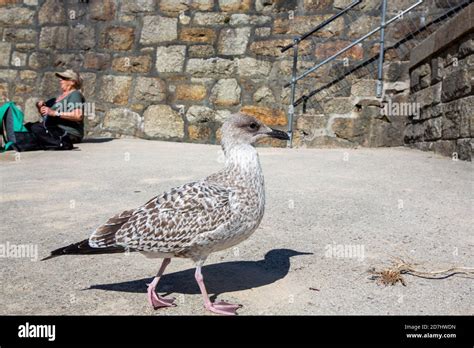 Immature herring gull hi-res stock photography and images - Alamy