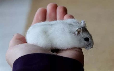 Winter White Hamsters Origin, Care, Breeding & 20 Facts