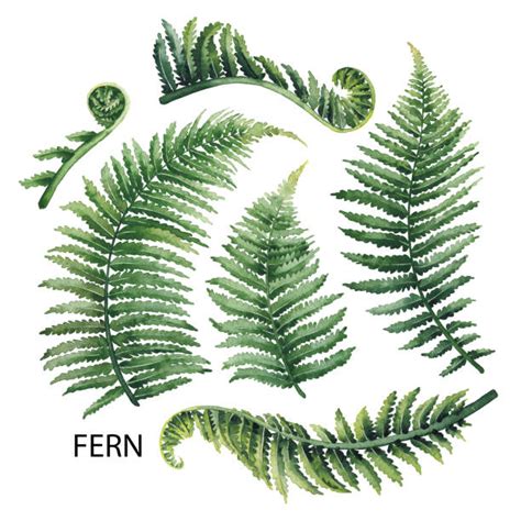 Fern Illustrations, Royalty-Free Vector Graphics & Clip Art - iStock