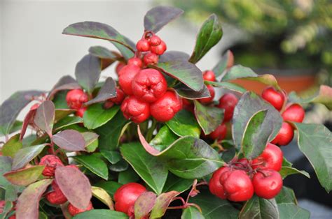 Gaultheria procumbens | Plants Direct – Victoria, BC