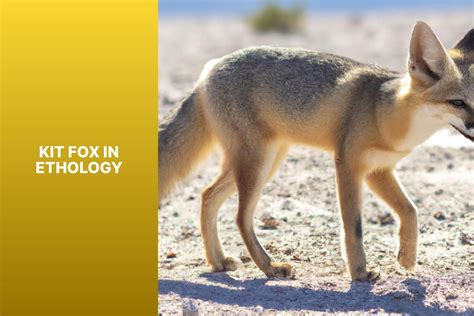 Exploring the Ethology of Kit Fox: Understanding Behavior and Adaptations - FoxAuthority