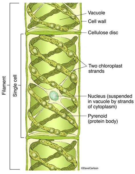 Spirogyra Green Algae | Carlson Stock Art