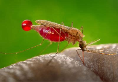 Study: Gene Drive Wipes Out Lab Mosquitoes | The Scientist Magazine®