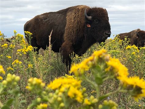 Reintroducing bison to grasslands increases plant diversity, drought resilience - Morning Ag Clips