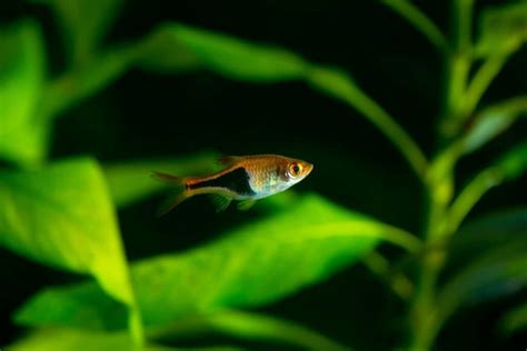 Harlequin Rasbora Care: Size, Tank Mates, Breeding & More