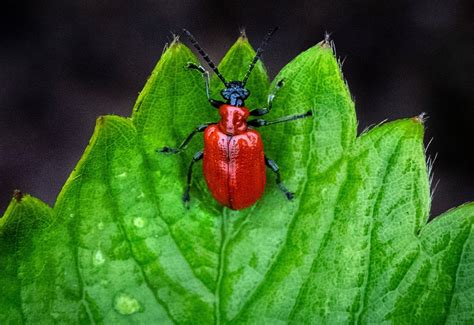 Plants can camouflage odors to avoid being eaten: Study - Environment ...