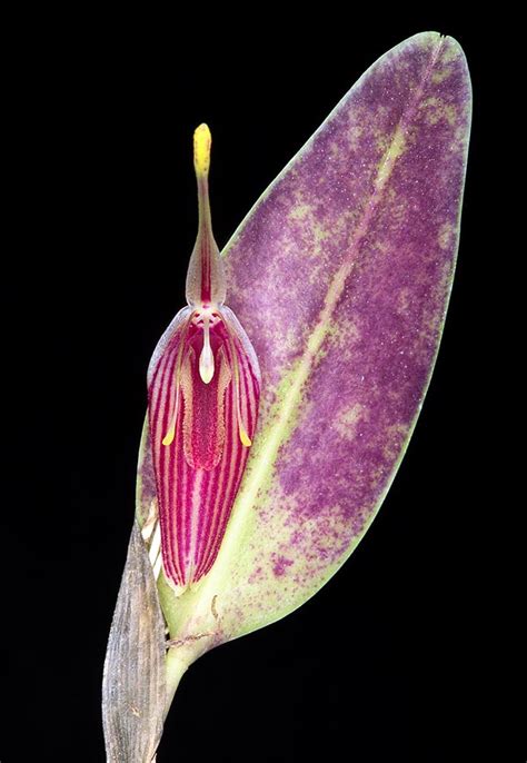 Restrepia limbata - Monaco Nature Encyclopedia