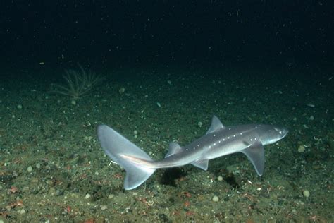 Pacific Spiny Dogfish | NOAA Fisheries