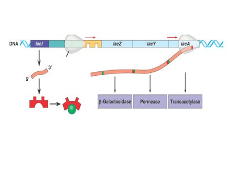 Free lac operon worksheet, Download Free lac operon worksheet png images, Free Worksheets on ...