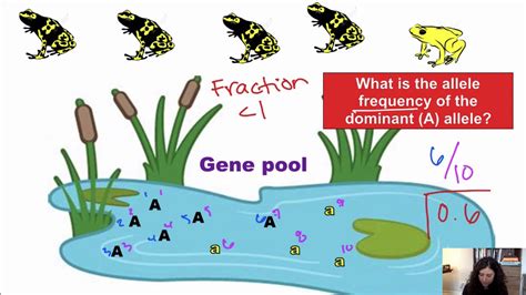 What Is A Gene Pool How Are Allele Frequencies Related To Gene Pools - slideshare