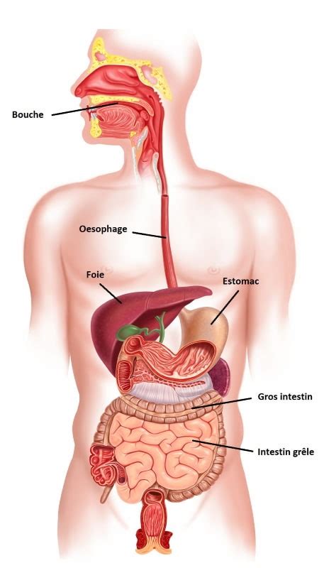 Le fonctionnement du système digestif, explication simple et ludique