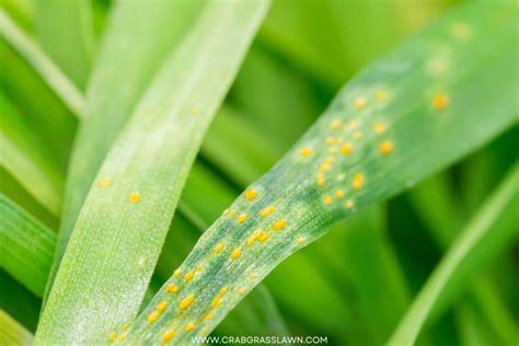 Lawn Rust – Identification and Prevention (What Are the Signs ...