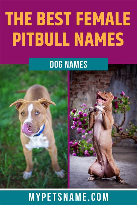 Best Female Pitbull Names | Female pitbull, Female pitbull names, Pitbulls