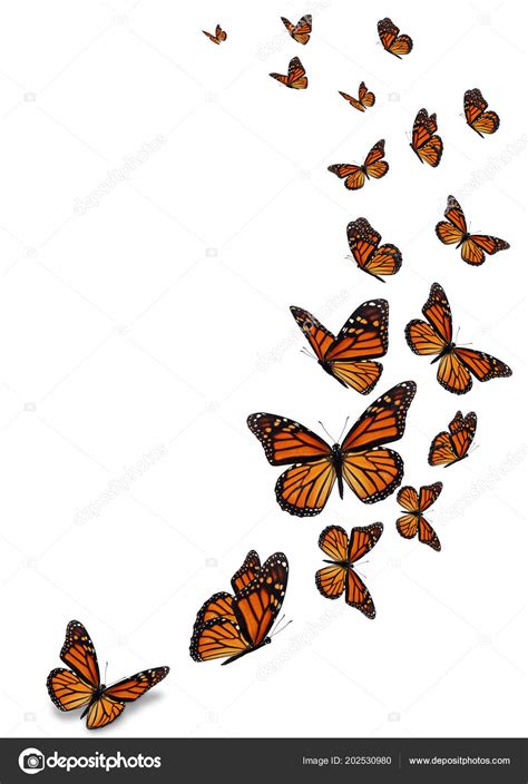 Beautiful Monarch Butterfly Isolated White Background — Stock Photo ...