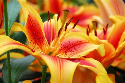 Asiatic Lilies: Vibrant, versatile, and easy to grow.