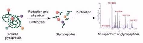 Glycopeptides - Mass Spectrometry Analysis and Enrichment Techniques - Creative Proteomics Blog