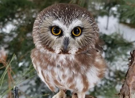 What is the Smallest Owl in North America? (A Full Guide) | Learn Bird Watching