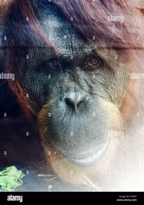 Monkey eyes hi-res stock photography and images - Alamy