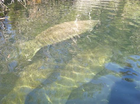 Florida Manatee Tours - Florida Kayaking Tours