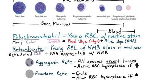 Reticulocytes & Polychromatophils - YouTube