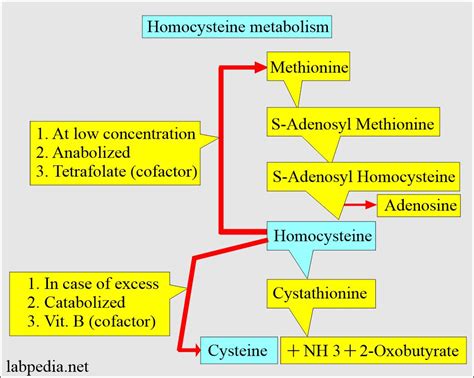 Homocystinuria, Diagnosis and Treatment - Labpedia.net