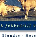 Les Belles Blondes, Blonde d'Aquitaine | koeien, koe, zoogkoe ...