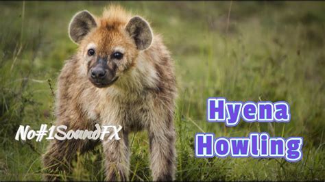 Hyena Howling Wildife Insects - Sound Effects - For Youtube Videos - No ...