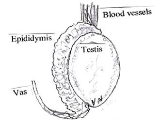 Scrotum Structure