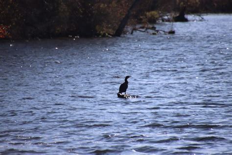 WERTHEIM NATIONAL WILDLIFE REFUGE - Updated October 2024 - 358 Photos & 29 Reviews - 340 Smith ...