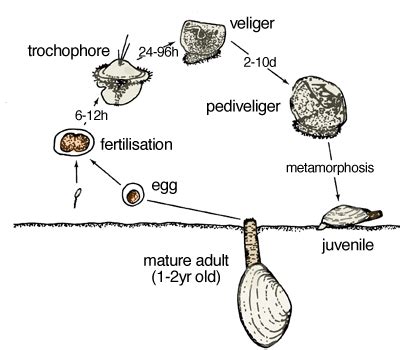 Razor Clam Anatomy - Anatomy Book