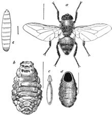 Warble fly - Wikipedia, the free encyclopedia
