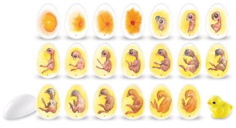 Fertile eggs - embryo stages | Chicken life cycle, Chicken life, Egg candling