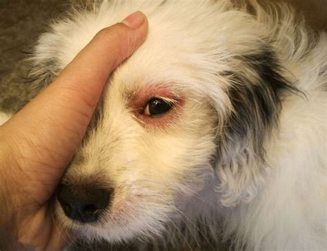 Allergies to Dog Rash - Signs of Allergy on Dogs - Dog Sploot