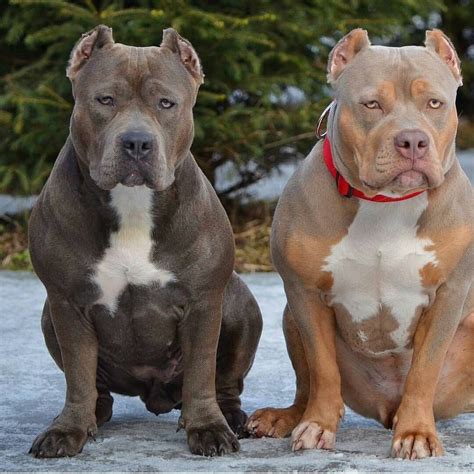 17 Cute Standard American Bully Breeders Picture HD - Bleumoonproductions