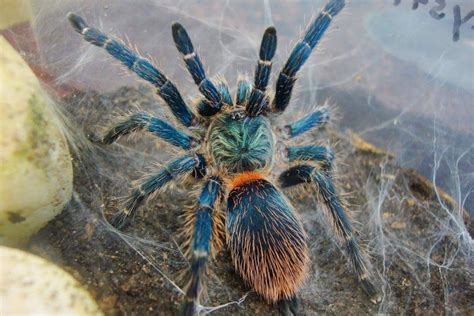 Green Bottle Blue Tarantula | Pet tarantula, Tarantula, Spider