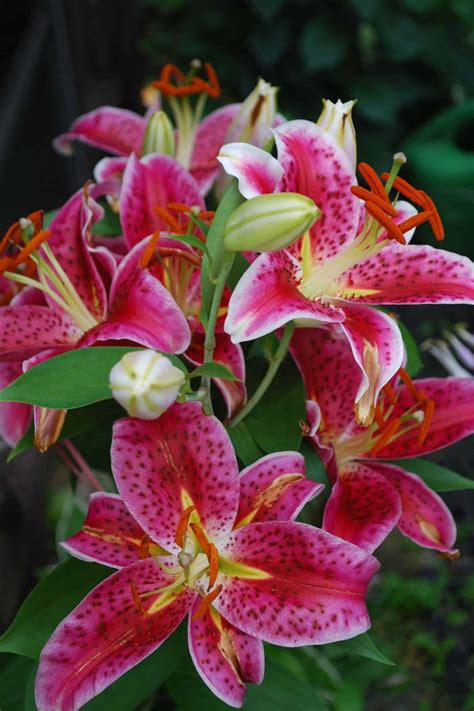 Pink Stargazer Lily Flower Meaning | Best Flower Site